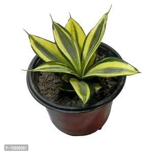 Snake Plant
