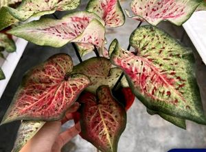 Caladium I&#39;d-Dragon Flame