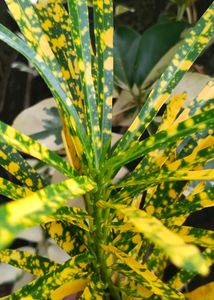 Golden Dust Thin Leaves Croton Stem  Available