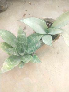 Combo Of 2 Snake Plant Moon Shine Nd Bird Next
