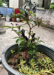 Black Pearl Pepper Plant