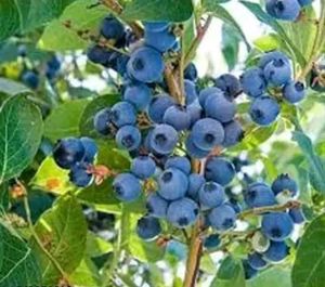 hybrid blue berry 🫐 plant easily grow in pot