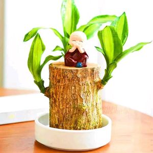 Indoor Brazilian Wood Bamboo Seed Pack Of 2