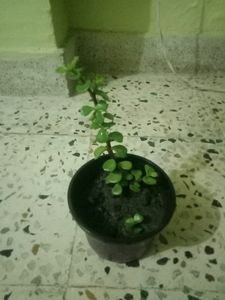 Z Plant Bonsai Plan