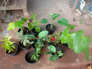 10 Plants