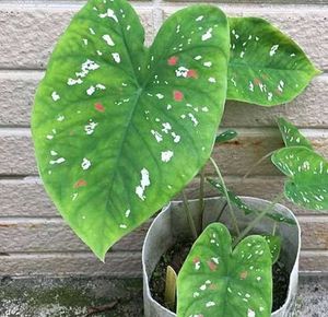This tropical plant is known for its vib