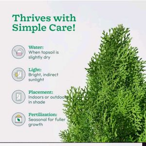 Live Cypress Plant in Black Nursery Pot | Air Puri