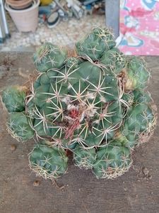 Mammaliya Cactus