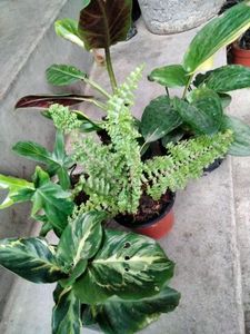 Mix Plants Combo Offer(5 Varities)