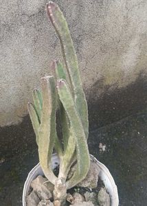 Stapelia Plant (Maroon cup)
