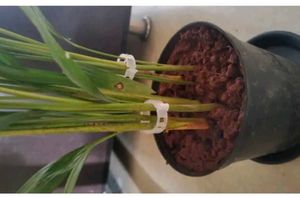 Pack Of 30pcs Plant Support Clips