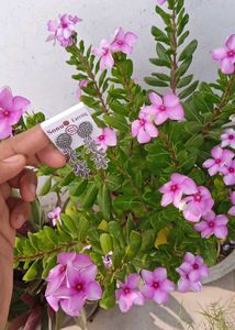 Silver Dangle Earrings