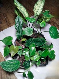 Assorted  Plants