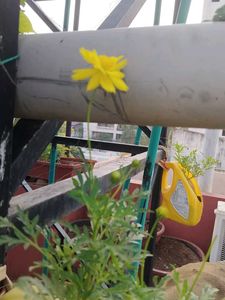 Yellow Cosmos Seeds With Container