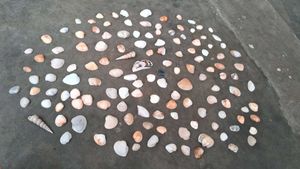 Sea Shells From Andhra Pradesh 130 Shell