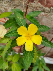 3 Turnera Ulmifolia (also known as Yellow Alder)