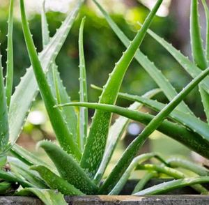 1 Plants Of Alovera ...