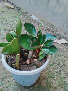 Peperomia Plant