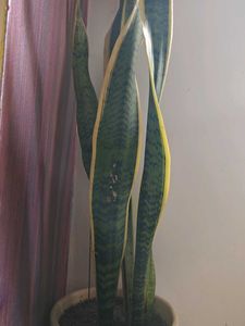 Dracaena Trifasciata Plant