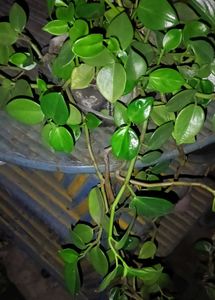 Different Verity Of Hanging Plants