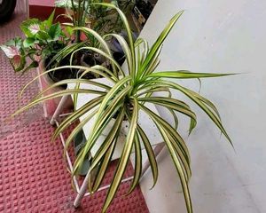 Set 2 Moses In The Cardle &amp; Pandanus veitchiiPlant