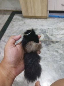 Set Of 3 Cute Suffted Squirrels Key Chain.