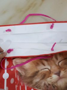 Best Bag For Girls (For Exams, Market etc.