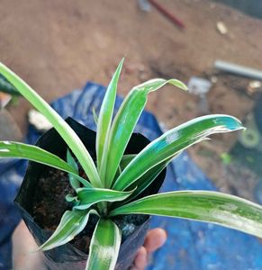 Spider Plant With Bulb