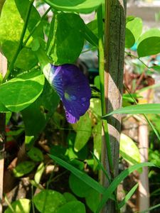 Blue Aparajita Flower Seeds
