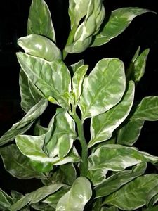 devil backbone succulent plant