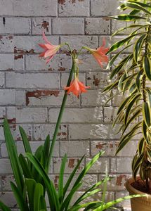 🌾 Pink Lily Bulbs (2 Nos.)
