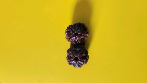 Original 5 Mukhi Nepali Rudraksha
