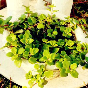 Tangled Heart Plant