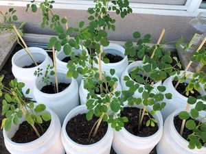 Moringa Tree Seedling