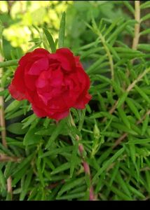 Combo 10 VarietyMoss Rose And 9&#34;O Clock Live Plant