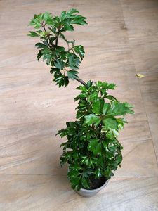 Arailia Bonsai