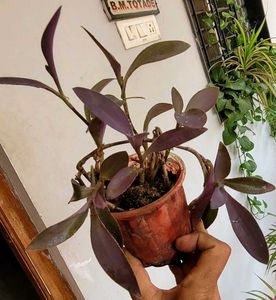 Set 3 Arrohead &amp; Pink Heart &amp; Syngonium Plants