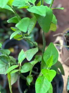 10 Live Plants
