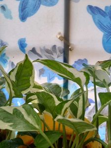 N&#39; Joy Pothos