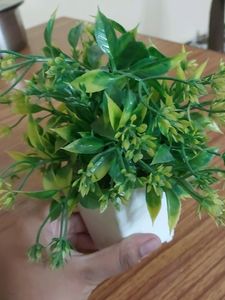 Fake decorative  plant For decoration