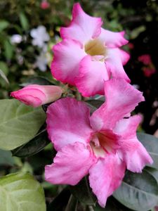 Pink Double Shaded Adenium (desert rose)