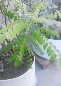 Curry Leaf Plant