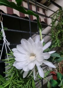 Dutchman&#39;s Pipe Cactus/ Brahma Kamal Leaves