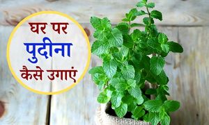 Podina Root&#39;s With Plastic Pot