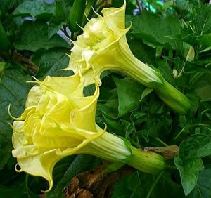 Mix Colour Flower Seeds 200