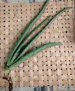 Live Aloe Vera Plant
