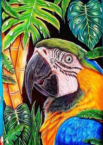 Macaw Colour Drawing