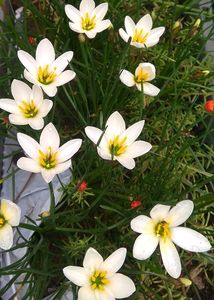 Rain Lily