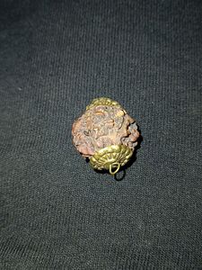 Original Shivji Tears Rare 5 Mukhi Rudraksh