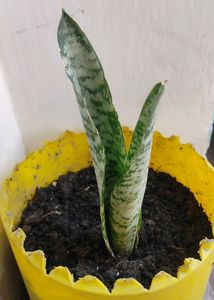 Rooted Snake Plant